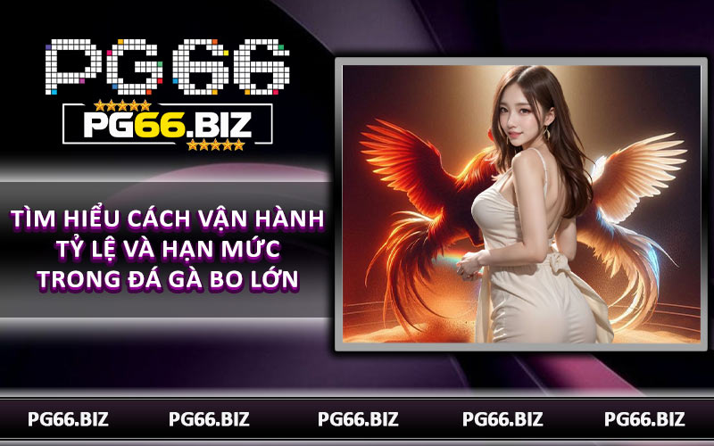 Tìm hiểu cách vận hành tỷ lệ và hạn mức trong đá gà bo lớn